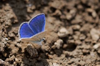 Lacivert Anadolu �okg�zl�s�&nbsp;(Polyommatus&nbsp;actis )