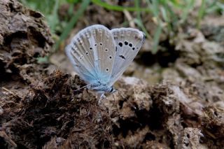 Lacivert Anadolu okgzls (Polyommatus actis )