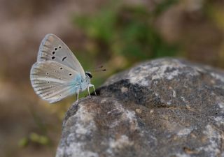 Lacivert Anadolu okgzls (Polyommatus actis )