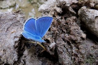 Lacivert Anadolu okgzls (Polyommatus actis )