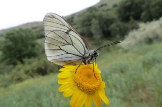 Al Beyaz (Aporia crataegi)