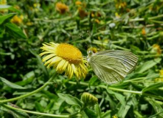 Kk Beyazmelek (Pieris rapae)