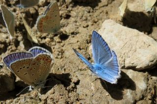 Glek okgzls (Polyommatus cilicius)