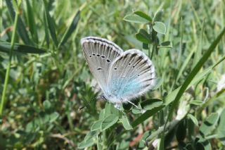 okgzl Rus Mavisi (Polyommatus coelestina)