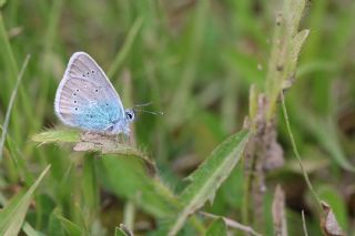 okgzl Diana Mavisi (Polyommatus diana)