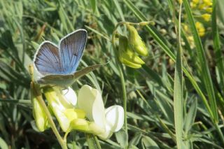 okgzl Diana Mavisi (Polyommatus diana)