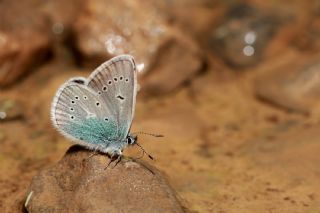 okgzl Diana Mavisi (Polyommatus diana)