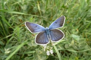 okgzl Diana Mavisi (Polyommatus diana)