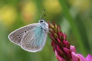 �okg�zl� Diana Mavisi&nbsp;(Polyommatus&nbsp;diana)