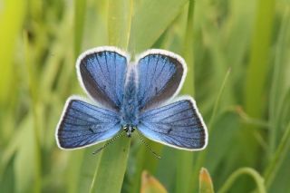 �okg�zl� Diana Mavisi&nbsp;(Polyommatus&nbsp;diana)