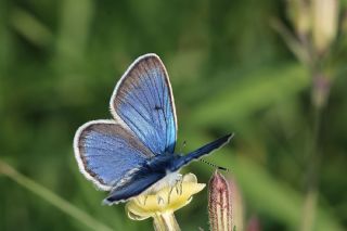 �okg�zl� Diana Mavisi&nbsp;(Polyommatus&nbsp;diana)