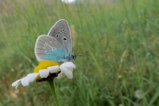 okgzl Diana Mavisi (Polyommatus diana)