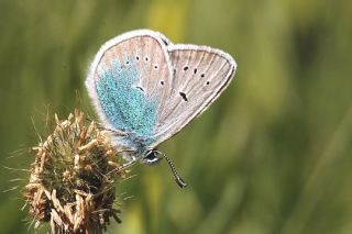 �okg�zl� Diana Mavisi&nbsp;(Polyommatus&nbsp;diana)