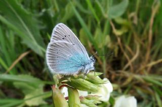 okgzl Diana Mavisi (Polyommatus diana)