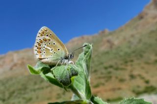 okgzl Geranium Mavisi (Aricia eumedon)