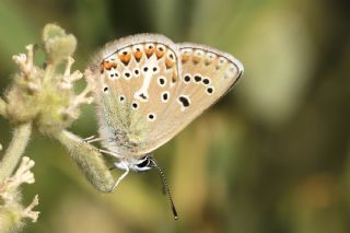 �okg�zl� Geranium Mavisi&nbsp;(Polyommatus&nbsp;eumedon)