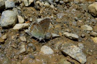 okgzl Geranium Mavisi (Aricia eumedon)