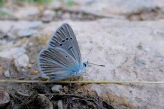 Yalanc Lacivert Anadolu okgzls (Polyommatus pseudactis)