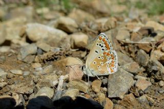 Anadolu okgzls (Polyommatus hyacinthus)