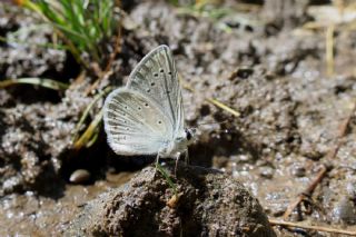 okgzl Toros Mavisi (Aricia isauricus)