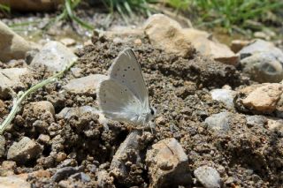 okgzl Toros Mavisi (Aricia isauricus)