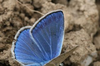 �okg�zl� Poseydon Mavisi&nbsp;(Polyommatus&nbsp;poseidon)