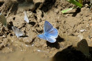 okgzl Poseydon Mavisi (Polyommatus poseidon)