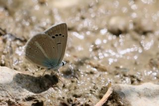 okgzl Poseydon Mavisi (Polyommatus poseidon)