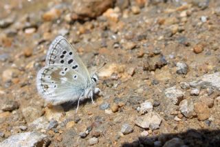 Pirene okgzls (Polyommatus pyrenaicus)