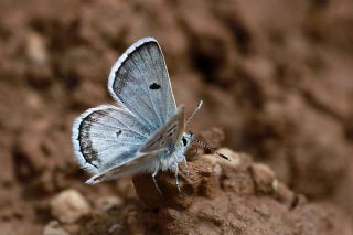 Pirene �okg�zl�s�&nbsp;(Polyommatus&nbsp;pyrenaicus)