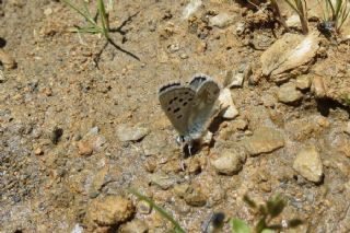 Pirene okgzls (Polyommatus pyrenaicus)