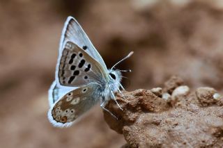 Pirene �okg�zl�s�&nbsp;(Polyommatus&nbsp;pyrenaicus)