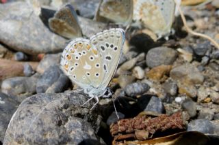 okgzl Levantin illi Mavisi (Polyommatus syriaca)