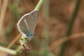 �okg�zl� A�r� Mavisi&nbsp;(Polyommatus&nbsp;vanensis)