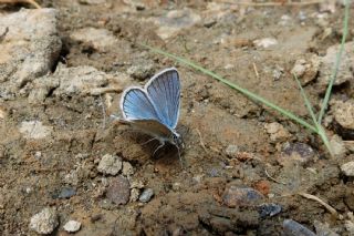 okgzl Ar Mavisi (Polyommatus vanensis)