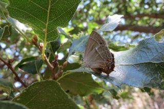 Mormee (Favonius quercus)