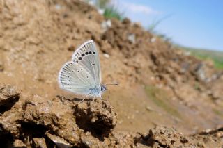 Anadolu Karagz Mavisi (Glaucopsyche astraea)