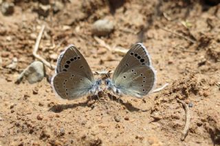 Anadolu Karagz Mavisi (Glaucopsyche astraea)