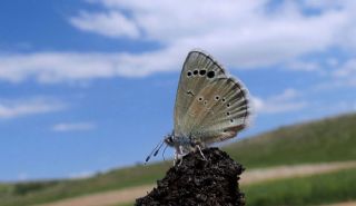 Anadolu Karagz Mavisi (Glaucopsyche astraea)