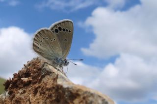 Anadolu Karagz Mavisi (Glaucopsyche astraea)