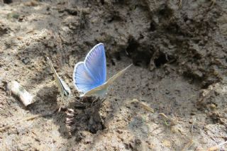 okgzl Poseydon Mavisi (Polyommatus poseidon)