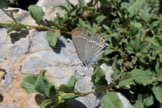 Sevbeni (Satyrium abdominalis)