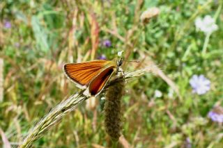 Siyah Antenli Zpzp (Thymelicus lineolus)