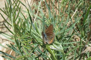 okgzl Amanda (Polyommatus amandus)