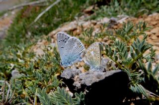 okgzl Kk Turan Mavisi (Polyommatus cornelius)