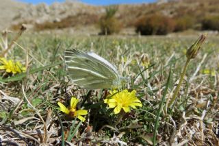 Yalanc Beyazmelek (Pieris pseudorapae)