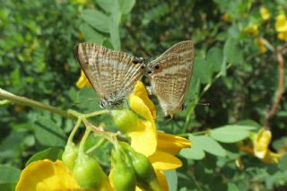 Lampides (Lampides boeticus)