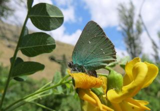 Byk Zmrt (Callophrys herculeana)
