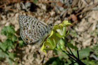 Mavi Zebra (Leptotes pirithous)