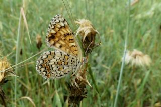 Benekli Byk parhan (Melitaea phoebe)